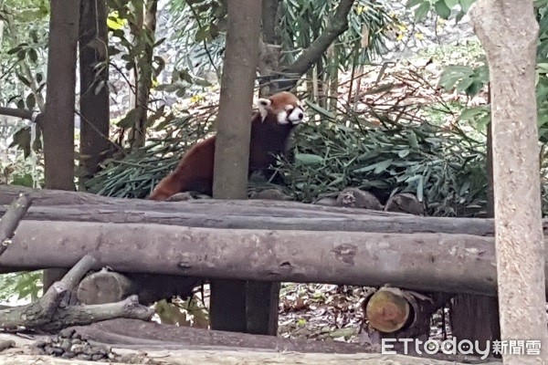 四川熊猫乐园。(图/记者黄琬茹摄)