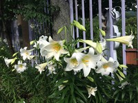 千株铁炮百合齐放　内双溪自然中心白色花海香氛迎客