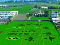 彩绘稻田出现外埔　黑糯米成台中花博首发图