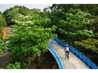 落桐花铺小径　美景彷如时间暂停