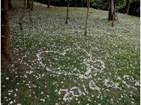 看雪白桐花片片飞　苗栗桐花祭15大精选赏桐路线整理