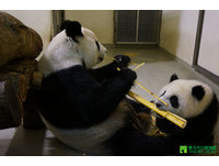 猫熊圆圆喜迎首次母亲节　动物园送“桂竹笋”当贺礼
