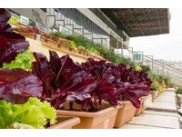 月租1000元可种2盆菜　花博公园天空农场开放认养