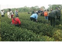 不只桐花美！到客家庄体验“茶”的轻旅行