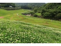 亲水好去处　大沟溪生态园区白色花海随风正摇曳
