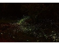 雪霸国家公园赏萤季5月登场　到云雾缭绕山林间赏萤去