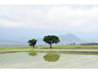 台东金城武大道申请文化景观　盼用“爱”保留美景