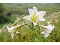 “白色号角”满山遍野　太麻里野百合花开持续到5月