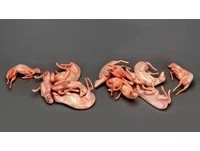 真的不好看吗？“为什么不”展览专展一直被拒绝的作品