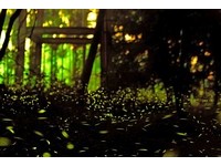 跑过青色萤河！南投鹿谷乡“萤火虫夜跑”周六起跑