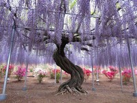 九州河内藤园百米紫藤花隧道　票价变千元就是最美时刻