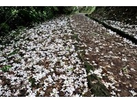 “五月雪”正在飘　台北市6条赏桐步道一片雪白
