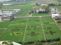 桐花步道、大片彩绘稻田　台中桐花季27日登场