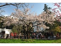 阿里山樱王盛开　把握黄金7天赏“樱飞雪”美景