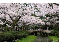 东京市中心樱花开了！预计一周后樱花见倾