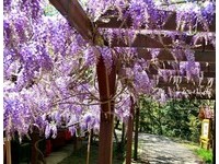 武陵农场紫藤花散发浓郁飘香