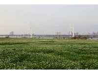 河滨白花三叶草报春好似雪景现　新北市暂不割除