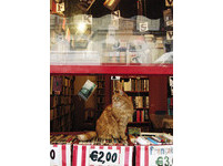 藏身在巴黎二手书店的猫掌柜