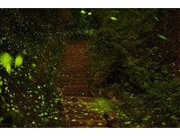和萤火虫一起“森”呼吸　严选南台湾赏萤季总整理