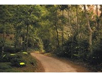 点点青光在森林间纷飞　新化国家植物园带你赏萤去