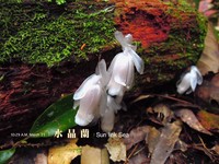 花朵半透明略带粉红　放慢脚步才看得见的杉林溪水晶兰