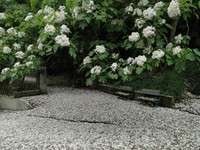八卦山下起4月雪　树下野餐点欣赏桐花浪漫诗意