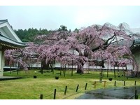 如果只能选一个地方赏樱　日本人：京都醍醐寺