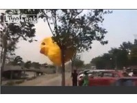 我要飞上青天！泰国黄色小鸭成“黄天鹅”