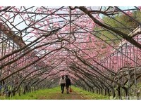 桃花、郁金香开满山　踏入梦一般的“梅峰”寻芳