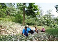 苗栗客家桐花季4月展开　朵朵桐花展现自我地景艺术