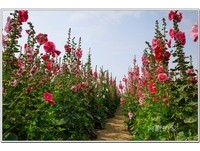 一串串红、白花直立盛开　高大蜀葵花田如巨人花园