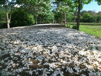 四月雪白浪漫！花莲“客家桐花祭”12日开跑