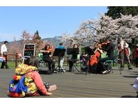 换装！阿里山粉红吉野樱谢幕　雪白大岛樱接力登场