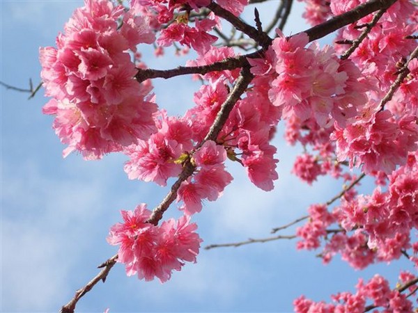 ▲2018年全球赏花攻略。（图／五福旅游、shutterstockｗ提供）