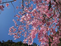 今年最后赏樱机会！　阿里山樱花季10日登场