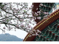赏樱快报／天元宫樱花饱受风灾　盛开八成被吹落剩一半