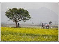 季节限定！惬意悠游伯朗大道如地毯般的黄橙橙花海