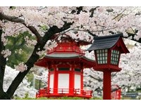 2014日本赏樱前线最新预测　东京、名古屋推迟2至5天