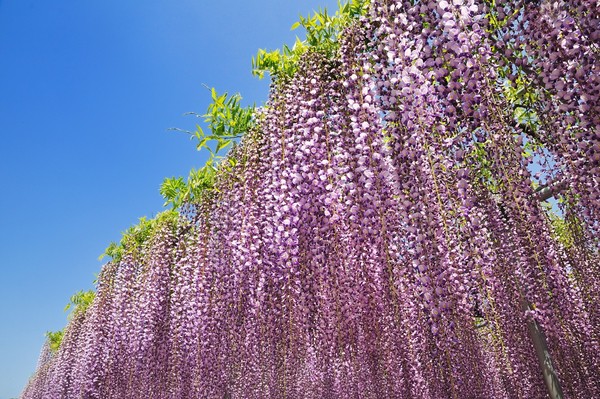 ▲2018年全球赏花攻略。（图／五福旅游、shutterstockｗ提供）