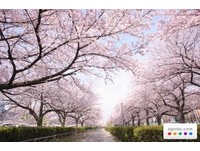 2014年最佳赏樱时间　3月最后一周福冈开始绽放