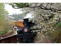 “阿里山樱花季”蒸气火车复驶　赏樱花林间诗意美景
