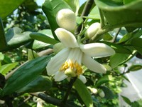 宜兰柚子花开了　周末冬山赏花玩乐趣