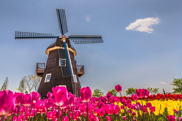 ▲2018年全球赏花攻略。（图／五福旅游、shutterstockｗ提供）