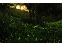 奥万大进入“赏萤季”　点点青光如浩瀚星空
