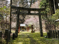 京都松林踏青之旅　粉樱绽放寺庙旁美丽如画