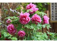 花开了！杉林溪55品种、万朵牡丹花盛开到5月