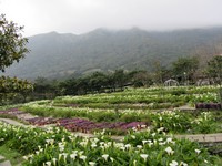竹子湖海芋季3月8日开跑　交管路线与公车资讯一把抓