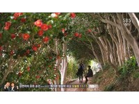 长蛇岛冬柏花火红　体验《来自星星的你》最浪漫求婚地