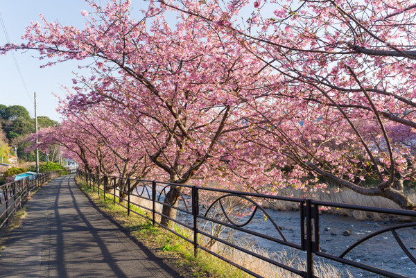 ▲2018年全球赏花攻略。（图／五福旅游、shutterstockｗ提供）