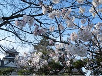 樱花何时开？“2014日本赏樱前线”：高知县16日打头阵